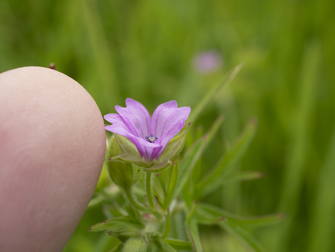 IMAGES\Slipbladige ooievaarsbek (geranium dissectum)\P1280225_sm.jpg